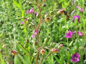 2019-06-09 LüchowSss Garten Knotige Braunwurz (Scrophularia nodosa) + Sächsische Wespe (Dolichovespula saxonica) (1)