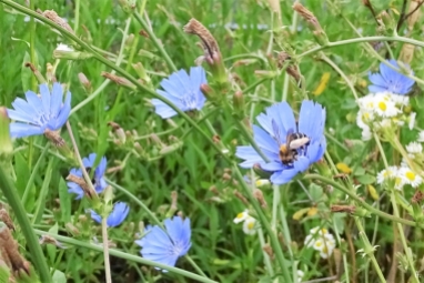 2019-07-09 LüchowSss Garten Vormittag Wegwarte (Cichorium intybus) + Hosenbiene (2)