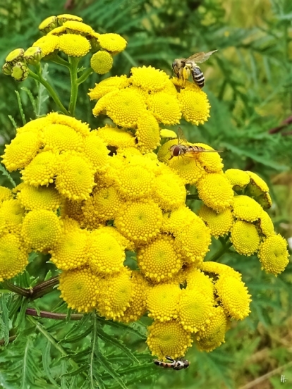 2019-07-13 LüchowSss Garten Rainfarn (Tanacetum vulgare) + Wildbiene + Hain-Schwebflige + Stift-Schwebfliege