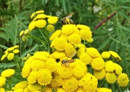 2019-07-13 LüchowSss Garten Rainfarn (Tanacetum vulgare) + Wildbiene + Hain-Schwebfliege