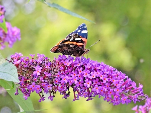 2019-08-30 LüchowSss Garten Admiral (Vanessa atalanta) + Schmetterlingsflieder (Buddleja davidii) (1)