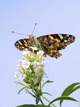 2019-08-30 LüchowSss Garten Distelfalter (Vanessa cardui) + Schmetterlingsflieder (Buddleja davidii) (1)