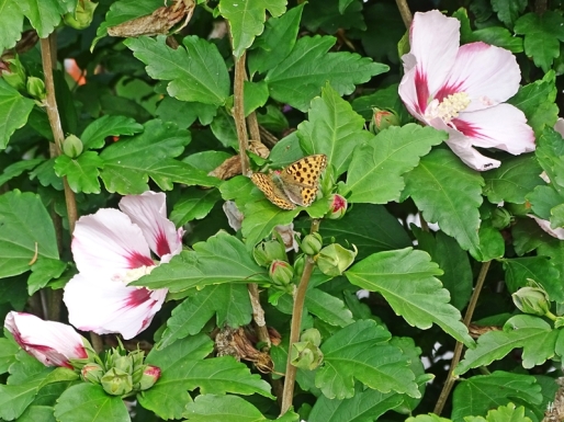 2019-08-30 LüchowSss Garten Kleiner Perlmuttfalter (Issoria lathonia) + Garteneibisch (Hibiscus syriacus) (2)