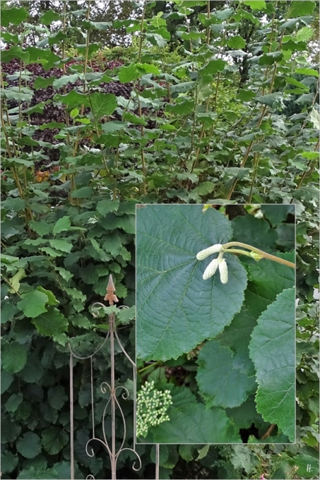 2019-09-12 LüchowSss Garten Hasel (Corylus avellana) (1+3)