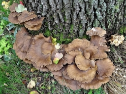 2019-10-17 LüchowSss Garten Pilze an der Eiche (3) Austern-Seitlinge(Pleurotus ostreatus)