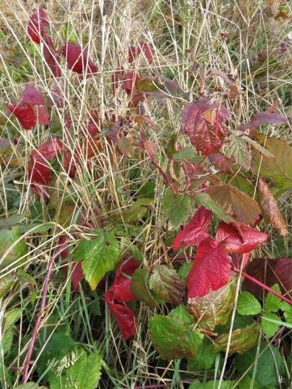 2019-11-01 LüchowSss Morgen-Spaziergang (8) Acker- bzw. Kratzbeeren-Blätter (Rubus caesius)
