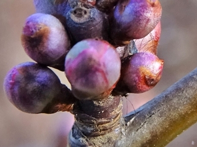 2020-02-15 LüchowSss Garten nachmittags Blutpflaume (Prunus cerasifera) Knospen + verstecktes Insekt (3)
