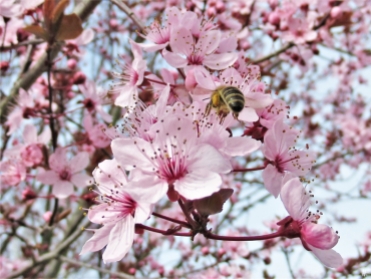 2020-03-18 LüchowSss Garten Blutpflaume (Prunus cerasifera 'Nigra') + Honigbiene (Apis mellifera) (2)