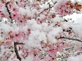 2020-03-30 LüchowSss Garten 12h mittags im Schnee Blutpflaumenblüten (2)