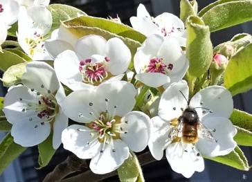 2020-04-15 LüchowSss Garten Rote Mauerbiene (Osmia bicornis syn. Osmia rufa) an Birnenblüten
