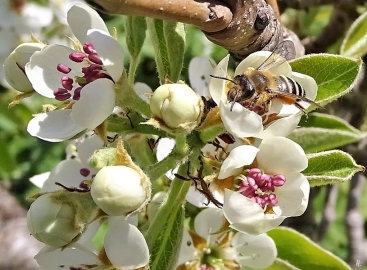 2020-04-16 LüchowSss Garten Gewöhnliche Sandbiene (Andrena flavipes) an Birnenblatt (3)