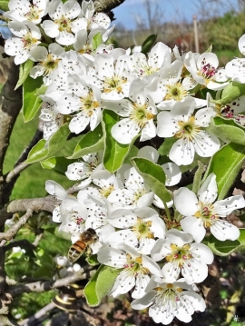2020-04-09 LüchowSss Garten Europäische Honigbiene + Birnenblüten