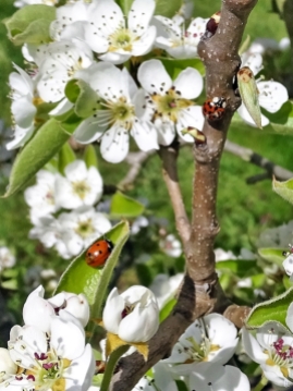2020-04-09 LüchowSss Garten Siebenpunkt (Coccinella septempunctata) + Asiatischer Marienkäfer (Harmonia axyridis) + Birnenblüten (Pyrus communis))