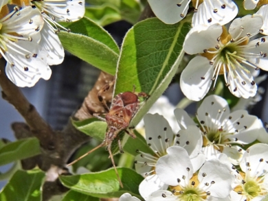 2020-04-12 LüchowSss Garten 1x10 Amerikanische Kiefernwanze (Leptoglossus occidentalis) zwischen Birnenblüten (3)