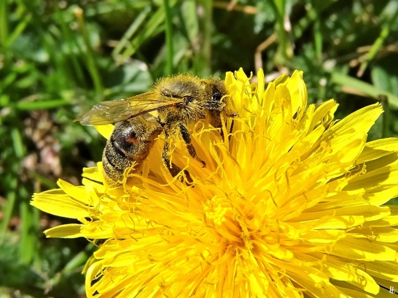 2020-04-12 LüchowSss Garten 1x10 Löwenzahn (Taraxacum officinale) + Europäische Honigbiene (Apis mellifera)
