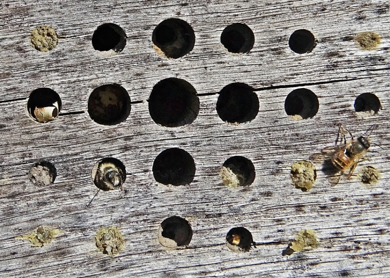2020-04-18 LüchowSss Insektenhotel + 2xRostrote Mauerbiene (Osmia bicornis) + 1 evtl. Stahlblaue Mauerbiene (Osmia caerulescens, f.) (3)