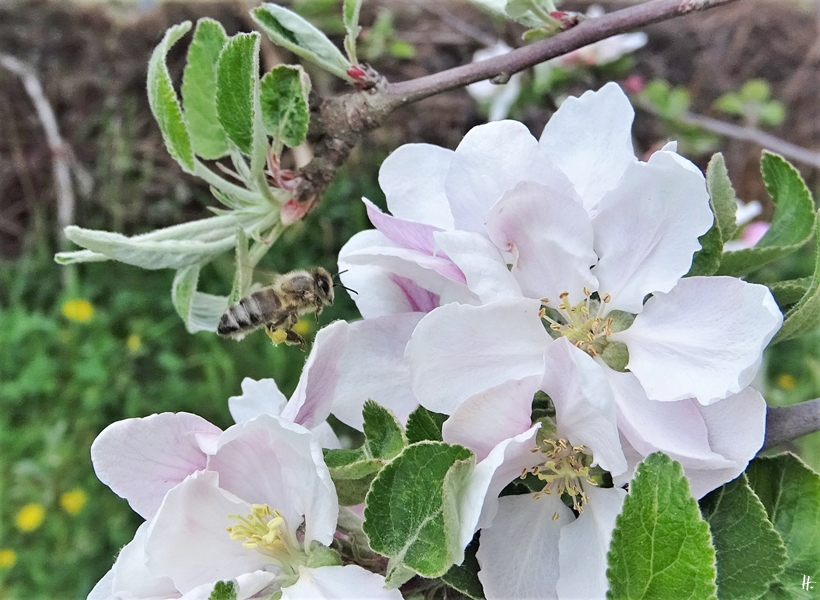 2020-04-26 LüchowSss Garten Apfelblüten + Honigbiene (1)