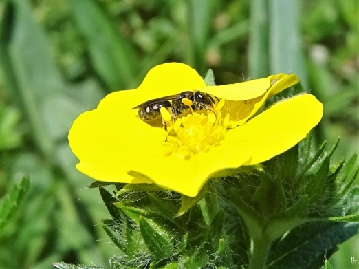2020-05-21 LüchowSss Garten Hohes Fingerkraut (Potentilla rectans) + Wildbiene (vermutl. Furchenbiene)