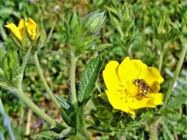 2020-05-21 LüchowSss Garten Hohes Fingerkraut (Potentilla rectans) + Wildbiene (Furchenbiene Halictus) (3)