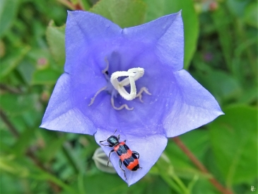 2020-06-12 LüchowSss Garten Pfirsichblättrige Glockenblume (Campanula persicifolia) + Gemeiner Bienenkäfer (Trichodes apiarius)
