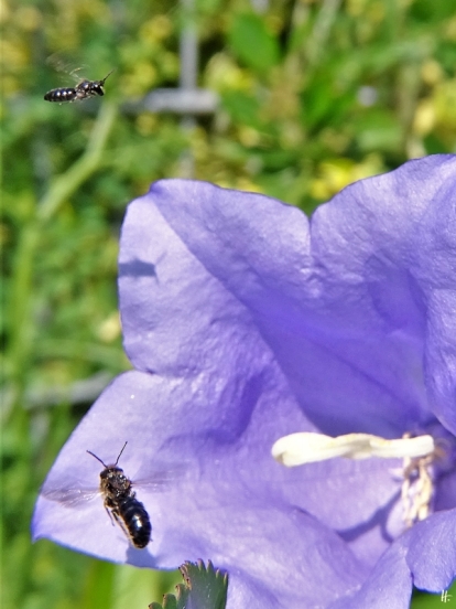 2020-06-12 LüchowSss Garten Pfirsichblättrige Glockenblume + Gr. Glockenblumen-Scherenbiene (Chelostoma rapunculi) + kleine, unbest. Wildbiene