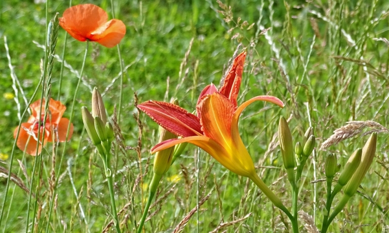 2020-06-20 LüchowSss Garten erste geöffnete Blüten d. Orangeroten bzw. Bahnwärter-Taglilie (Hemerocallis fulva) (4)