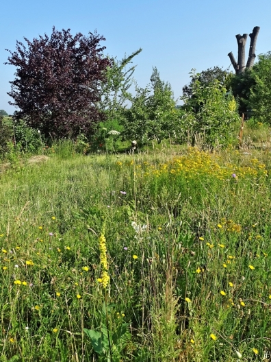 2020-06-27 LüchowSss Garten Tüpfel-Johanniskraut (Hypericum perforatum) + Wieseninsel