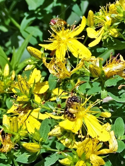 2020-07-06 LüchowSss Garten Getüpfeltes Johanniskraut (Hypericum perforatum) + Wildbiene + Schwebfliege (2)