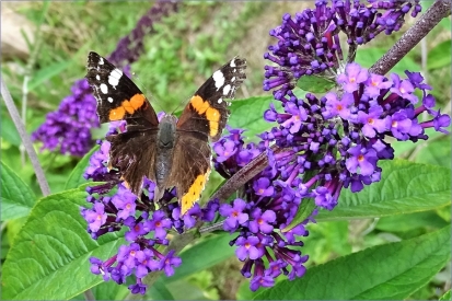 2020-07-17 LüchowSss Garten Admiral (Vanessa atalanta) + Schmetterlingsflieder (Buddleja davidii)