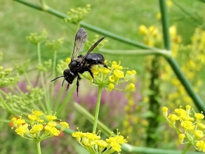 2020-07-17 LüchowSss Garten Fenchel (Foeniculum vulgare) + Senf-Blauschillersandbiene (Andrena (Agandrena) agilissima)