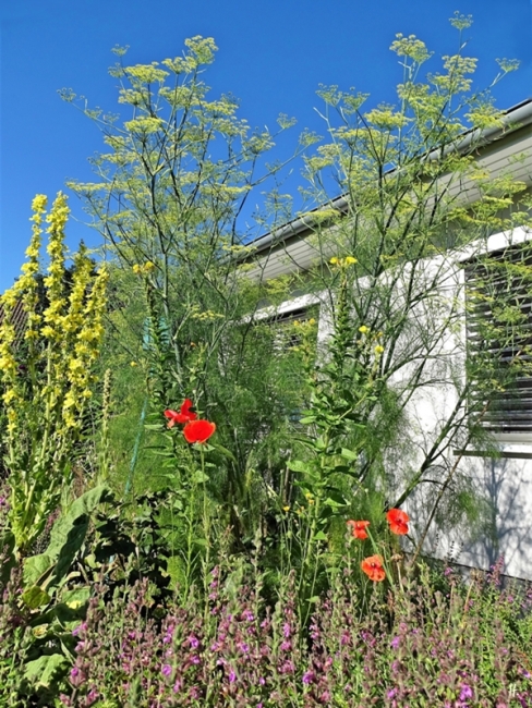2020-07-17 LüchowSss Garten Fenchel (Foeniculum vulgare) vor dem Haus - zugegebenermassen etwas von unten herauf fotografiert