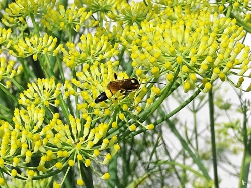2020-07-19 LüchowSss Garten Fenchel (Foeniculum vulgare) + Gelbe Schlupfwespe (Amblyteles armatorius)