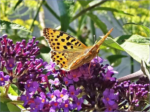2020-07-23 LüchowSss Garten Schmetterlingsflieder (Buddleja davidii) + Kleiner Perlmuttfalter (Issoria lathonia)