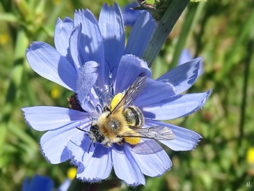 2020-07-23 LüchowSss Garten Wegwarte (Cichorium intybus) + Wildbiene, vermutl. Rauhfüssige Hosenbiene (Dasypoda hirtipes)