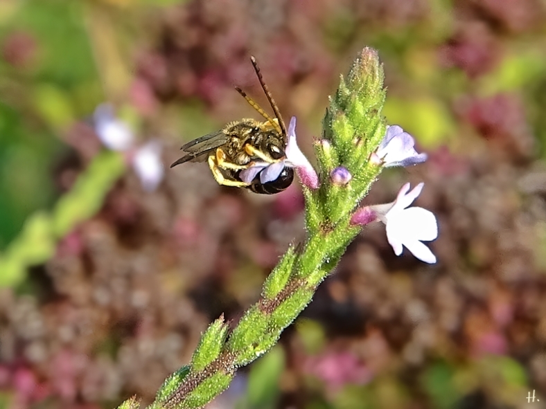 2020-08-16 LüchowSss Garten Echtes Eisenkraut (Verbena officinalis) + kl. Wildbiene (1)