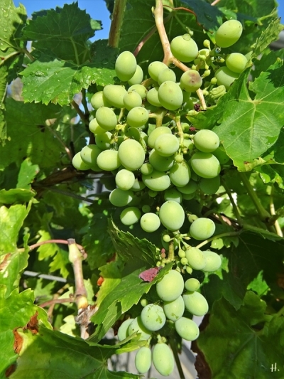 2020-08-25 LüchowSss Garten spanischer Wein (2)