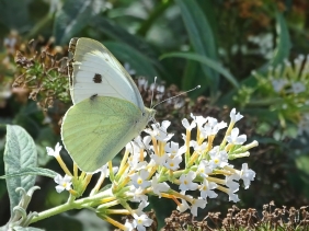 2020-08-31 LüchowSss Garten weisser Schmetterlingsflieder (Buddleja spec.) + Grosser Kohlweissling (Pieris brassicae)