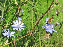 2020-09-14 LüchowSss Garten Wegwarte (Cichorium intybus) + Seidenbiene (Colletes spec.) (1)
