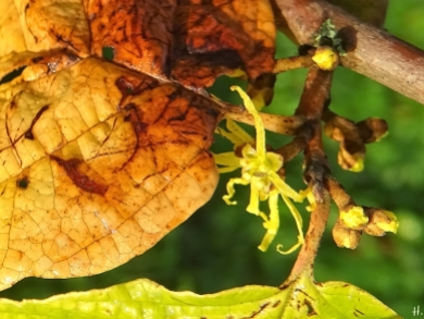 2020-09-15 LüchowSss Garten Zaubernuss (Hamamelis spec.) Früchte + Knospen + gelbe Blüten, vermutl. Virginischen Zaubernuss (Hamamelis virginiana)