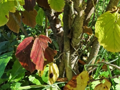 2020-09-18 LüchowSss Garten Zaubernuss (Hamamelis x intermedia) + wahrscheinlich Virginischen Zaubernuss (Hamamelis virginiana) in Bodennähe