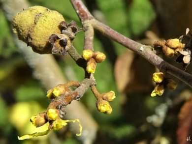 2020-09-18 LüchowSss Garten Zaubernuss (Hamamelis spec.) gelbe Knospen + Frucht, evtl. Virginischen Zaubernuss (Hamamelis virginiana)