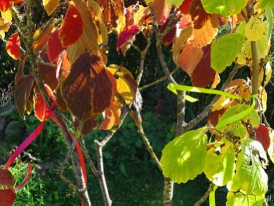 2020-09-18 LüchowSss Garten Zaubernuss (Hamamelis x intermedia) rotes + vermutl. Virginischen Zaubernuss (Hamamelis virginiana) hellgrünes Bändchen