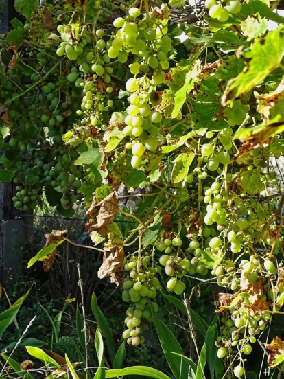 Span. Weinreben (Vitis vinifera ssp. vinifera) Trauben