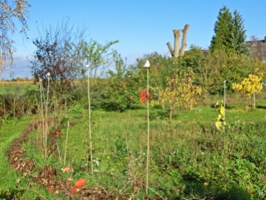 2020-10-27 LüchowSss Garten (3) neugepflanzte Sträucher vorn + Blutpflaume + Apfelbäume + Rote u. Weisse Maulbeeren u.a.m