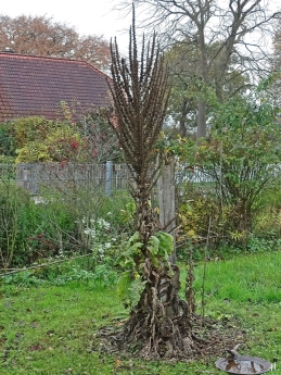 2020-11-11 LüchowSss Garten Kandelaber-Königskerze (Verbascum olympicum) + Hahnendorn + Büschelrose u.a. (2)