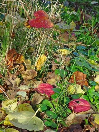 Blätter vom Gewöhnlichen Schneeball (Viburnum opulus)