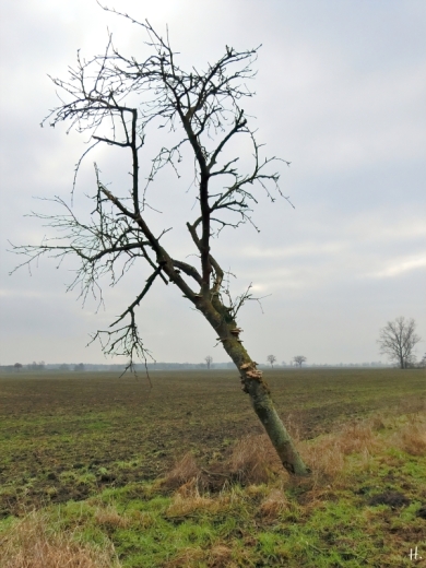 2021-01-10 b.LüchowSss abgest. Eberesche (Sorbus aucuparia)