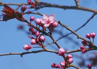 Blutpflaume (Prunus cerasifera) 'Nigra'