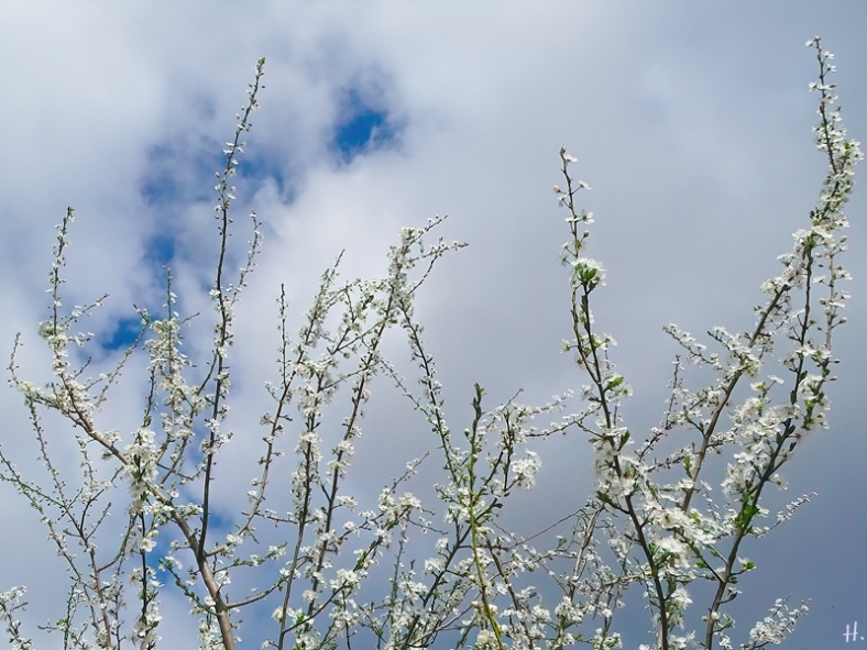 2021-04-02 LüchowSss Garten Krete bzw. Kriechen-Pflaume (Prunus insitia)