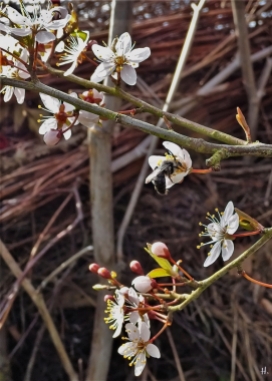 2021-04-21 LüchowSss Garten Purpurschlehe (Prunus spinosa ‚Purpurea‘) + graue Wildbiene